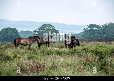 Group of Exmoor Ponies on Moorland Exmoor Devon UK Stock Photo