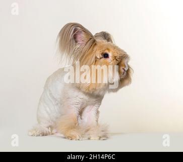 groomed Angora rabbit looking at the camera, isolated on white Stock Photo