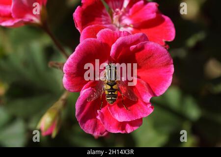 Red flowers of Geraniums (Pelargonium), family Geraniaceae and hoverfly, sun fly, Helophilus pendulus, family hoverflies (Syrphidae). Dutch garden. Stock Photo