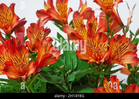 Colourful display of Alstroemeria Aurea flowers ( also known as the Peruvian Lily ) native to the Americas