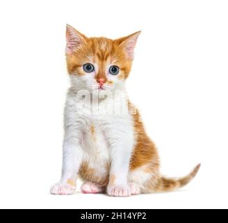 pale ginger cat with blue eyes