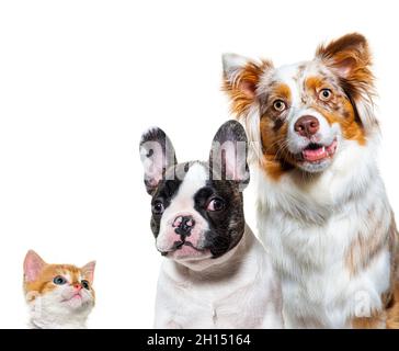 Puppy and kitten together, looking at the camera, dog and cat, isolated on white Stock Photo