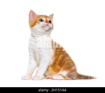 Looking up Kitten Mixed-breed cat ginger and white, Isolated on white Stock Photo