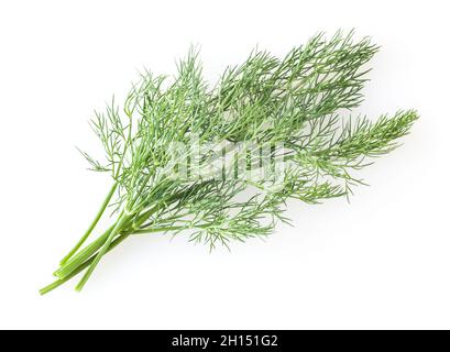 Fresh dill sprig isolated on white background Stock Photo