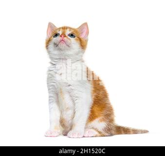 Looking up Kitten Mixed-breed cat ginger and white, Isolated on white Stock Photo