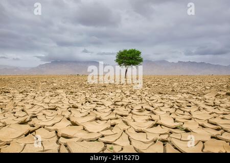 Lonely big green tree in dry wasteland a concept for global warming. Brown drought dry land soil or cracked ground texture and green tree with from ag Stock Photo