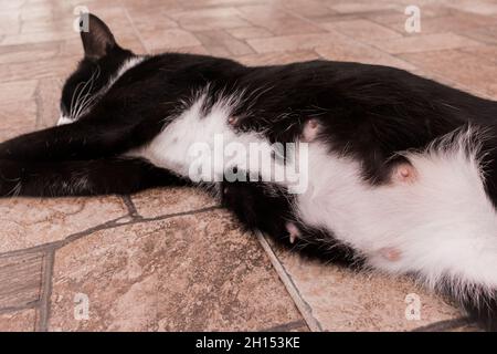 Pregnant belly of a black cat domestic pet. Stock Photo