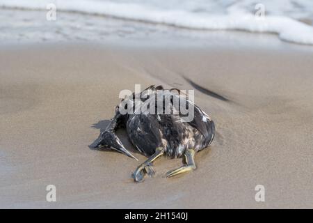 dead black cormorant, Phalacrocorax carbo, on the beach, on Ebro Delta Stock Photo
