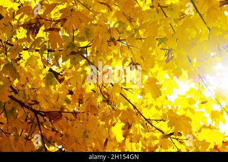 Yellow, orange and red autumn leaves in beautiful Stock Photo