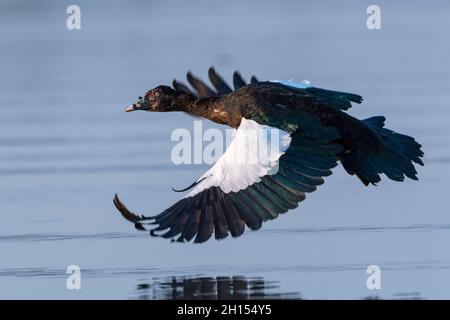 A Muscovy duck, Cairina moschata, in flight over Rio Claro. Rio Claro, Pantanal, Mato Grosso, Brazil Stock Photo