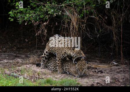 A pair of jaguars, Panthera onca, mating. Pantanal, Mato Grosso, Brazil Stock Photo