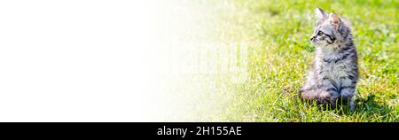 Banner with cute striped kitten 2 months. small pet on green grass in the garden. Stock Photo