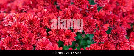Panorama with red chrysanthemum flowers background. Beautiful wallpaper or postcard. Selective focus. Stock Photo