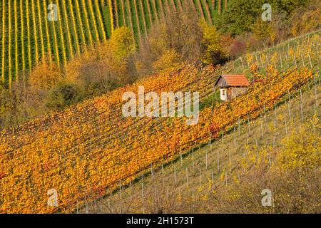 Small hut in the middle of a sloped vineyard in autumn Stock Photo