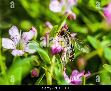 A Hoverfly also known as Flower Fly or Syrphid Fly on a garden flower Stock Photo