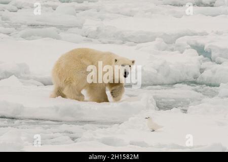 A polar bear, Ursus maritimus, stalks an ivory gull, Pagophila eburnea. Arctic Ocean Stock Photo