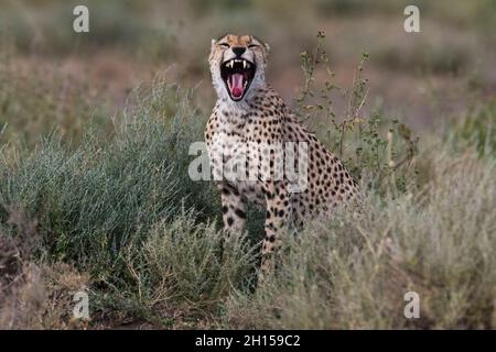 A cheetah, Acinonyx jubatus, yawning. Ndutu, Ngorongoro Conservation Area, Tanzania Stock Photo