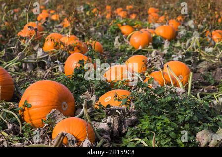 A close up of some large pumpkins waiting to be picked in a pumpkin patch near Liverpool. Stock Photo