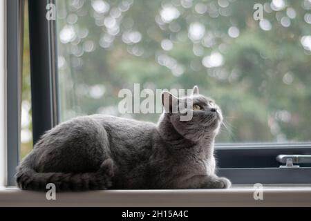 British shorthair cat with blue-grey fur resting at home. Pure and beautiful breed cat is sitting comfortably on window sill Stock Photo