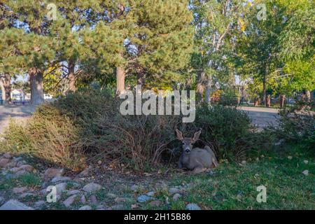 Deer relaxing in a city park Stock Photo