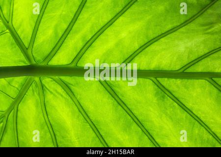 green leaf macro texture background Stock Photo