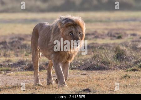 A male lion, Panthera leo, patrolling the territory. Ndutu, Ngorongoro Conservation Area, Tanzania