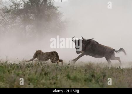 A young cheetah, Acinonyx jubatus, hunting a blue wildebeest calf, Connochaetes taurinus. Ndutu, Ngorongoro Conservation Area, Tanzania Stock Photo