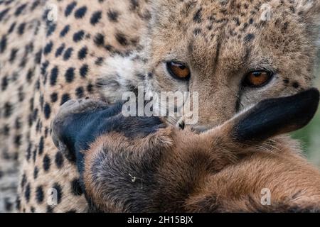 A young cheetah, Acinonyx jubatus, hunting a blue wildebeest calf, Connochaetes taurinus. Ndutu, Ngorongoro Conservation Area, Tanzania Stock Photo