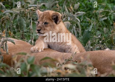 A six weeks old lion cub, Panthera leo, on its mother. Ndutu, Ngorongoro Conservation Area, Tanzania.