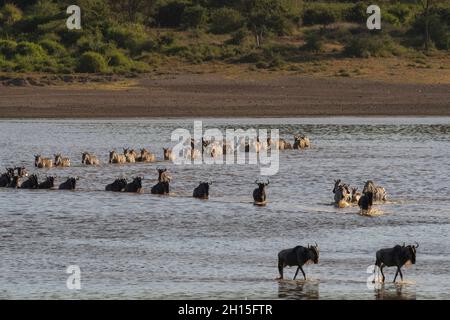 Migrating Burchell's Zebra, Equus Quagga Burchellii, and wildebeests, Connochaetes taurinus, crossing the lake Ndutu. Ndutu, Ngorongoro Conservation A Stock Photo