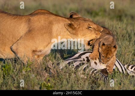 Two lionesses, Panthera leo, pushes away a 5 weeks old cub from a common zebra carcass, Equus quagga. Ndutu, Ngorongoro Conservation Area, Tanzania. Stock Photo