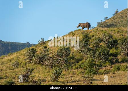 An African elephant, Loxodonta africana, browsing. Ngorongoro Conservation Area, Tanzania. Stock Photo