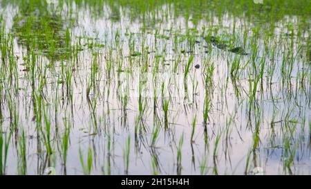 Close up low angle view of lush green rice shoots in flooded field. Growing rice. Stock Photo