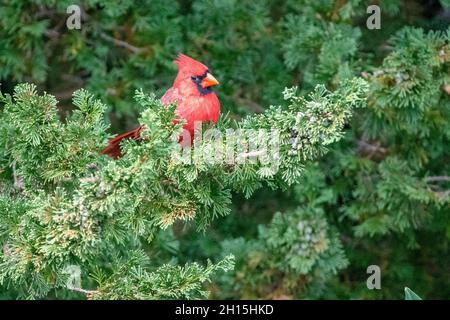 Northern Cardinal - American Cardinal - Cardinalis cardinalis in a pine tree - red bird / songbird perched on a branch Stock Photo