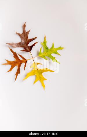 Fall leaves - colorful fall leaf on white background cut out colourful autumn leaves Stock Photo