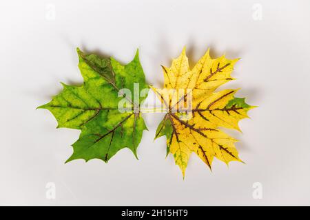 Fall leaves - colorful fall leaf on white background cut out colourful autumn leaves - Carotenoids revealed Stock Photo