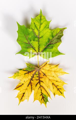 Fall leaves - colorful fall leaf on white background cut out colourful autumn leaves - Carotenoids revealed Stock Photo
