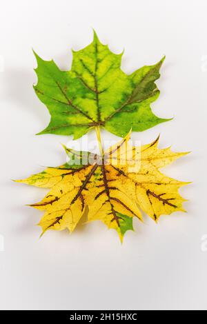Fall leaves - colorful fall leaf on white background cut out colourful autumn leaves - Carotenoids revealed Stock Photo
