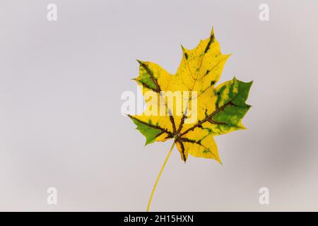 Fall leaves - colorful fall leaf on white background cut out colourful autumn leaves - Carotenoids revealed Stock Photo