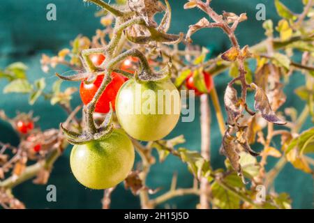 Cherry tomato produced on balcony Stock Photo