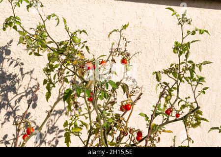Cherry tomato produced on balcony Stock Photo