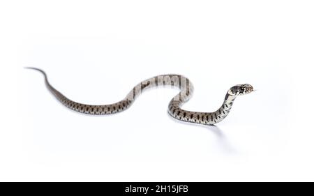 Grass snake sliding and smelling with its tongue, Natrix natrix, Isolated on white Stock Photo