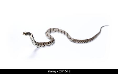 Grass snake sliding and smelling with its tongue, Natrix natrix, Isolated on white Stock Photo