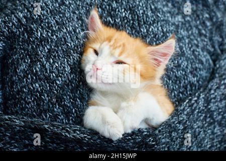 The kitten is sleeping sweetly wrapped in a wool blanket. Stock Photo