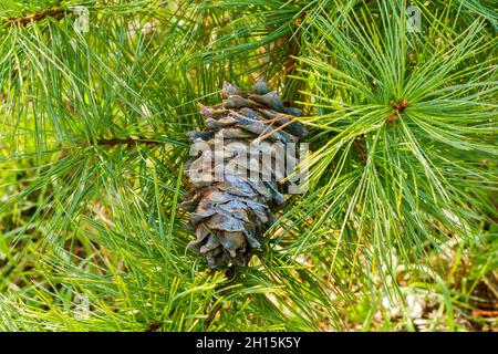 A fallen ripe cone, soaked in cedar resin, hanging in cedar branches. Nuts cedar resin is used in medicine and cooking. Selective focus. Stock Photo