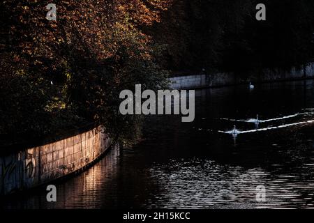 Berlin, Germany. 13th Oct, 2021. The sun shines on the autumn coloured leaves of a chestnut tree standing on the Planufer in the Kreuzberg district while two mute swans swim past. Credit: Stefan Jaitner/dpa/Alamy Live News Stock Photo