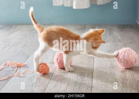 kitten is playing on the floor with balls of wool. Lifestyle Stock Photo