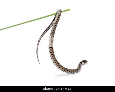 Small and young Grass snake hanging to a grass stick, Natrix natrix, Isolated on white Stock Photo