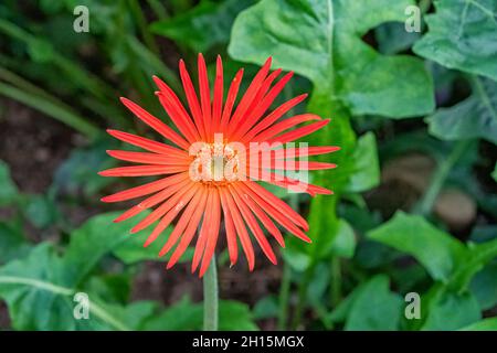 Gerbera Jamesonii orange flower bloom often nows as Barberton daisy Stock Photo