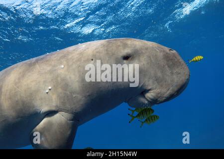 Dugong in the sea close up Stock Photo